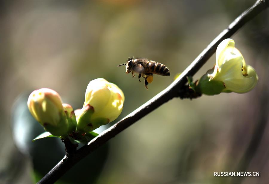 Весеннее великолепие цветущего Шанхая