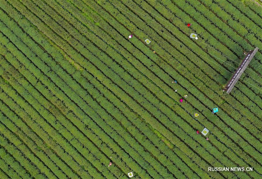 Сбор весеннего чая в поселке Дагуань