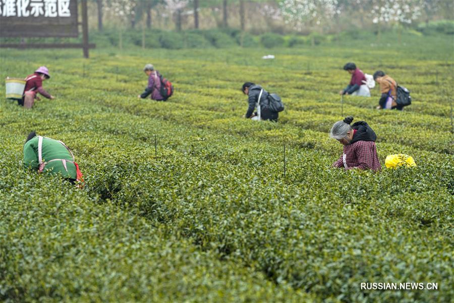 Сбор весеннего чая в поселке Дагуань