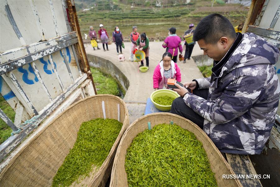 Сбор весеннего чая в поселке Дагуань