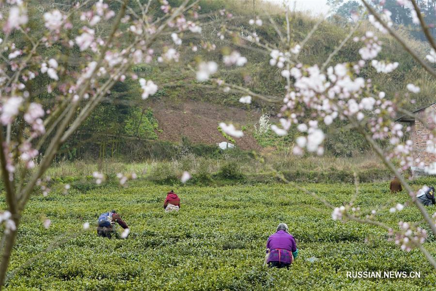 Сбор весеннего чая в поселке Дагуань