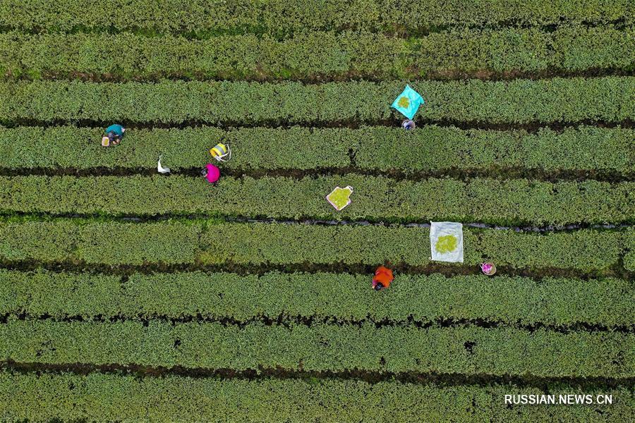 Сбор весеннего чая в поселке Дагуань