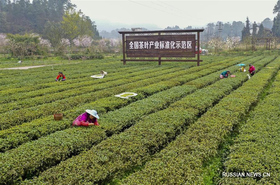 Сбор весеннего чая в поселке Дагуань