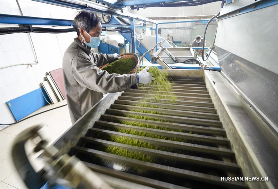 Сбор весеннего чая в поселке Дагуань