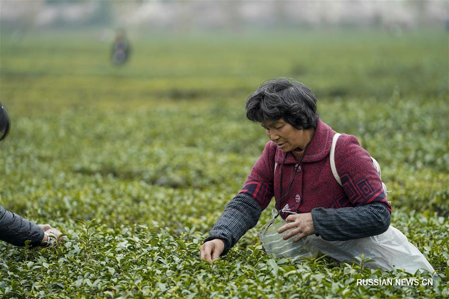Сбор весеннего чая в поселке Дагуань