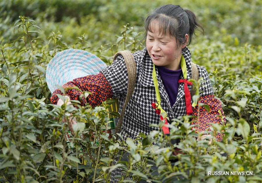 Сбор весеннего чая в поселке Дагуань