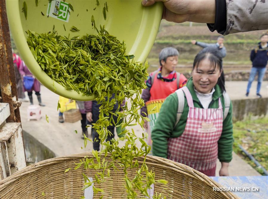 Сбор весеннего чая в поселке Дагуань