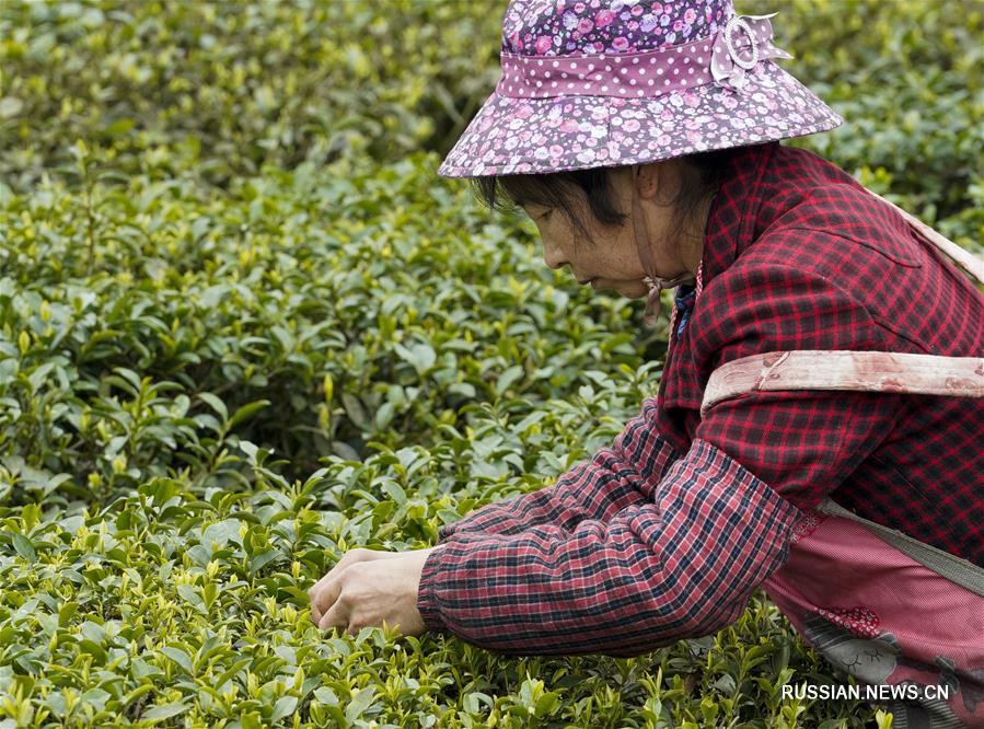 Сбор весеннего чая в поселке Дагуань