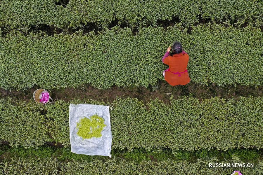 Сбор весеннего чая в поселке Дагуань