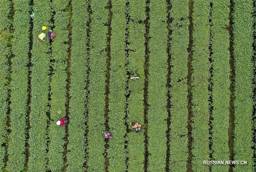 Сбор весеннего чая в поселке Дагуань