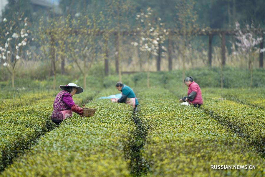 Сбор весеннего чая в поселке Дагуань