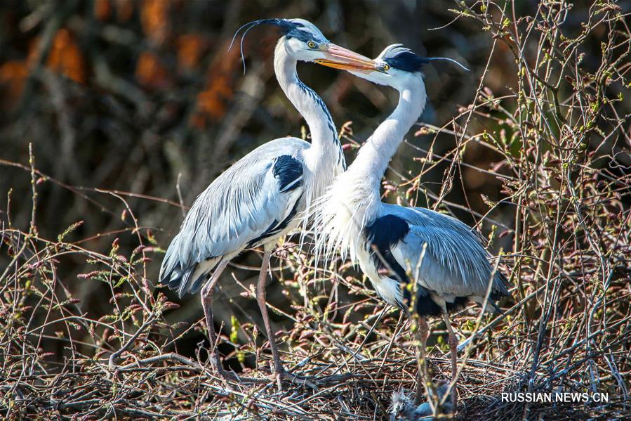 Озеро Поянху встречает перелетных птиц летнего сезона