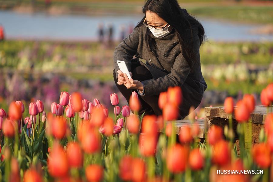 Весеннее цветение тюльпанов и рапса в Нанкине