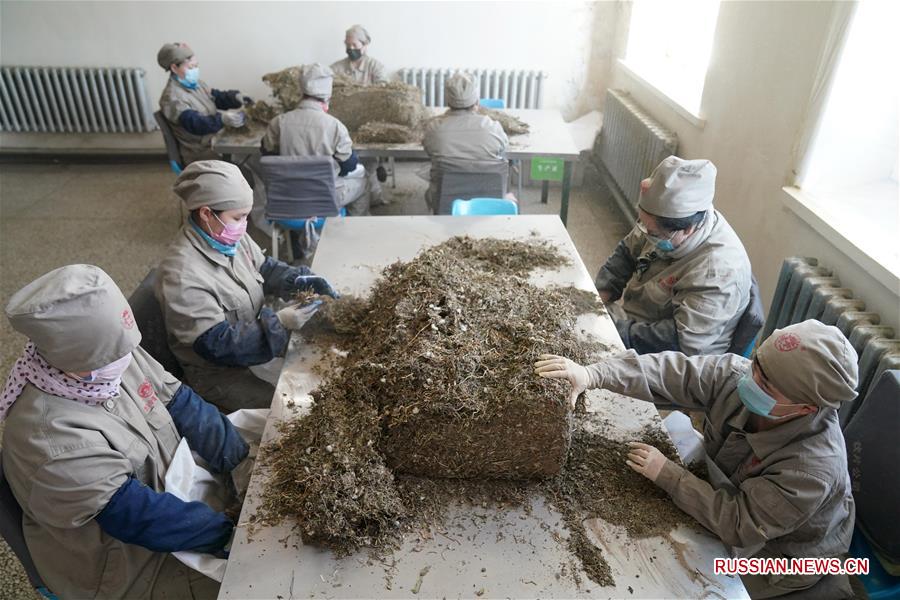 Производство лекарственных средств традиционной китайской медицины для профилактики COVID-19 в провинции Хэйлунцзян