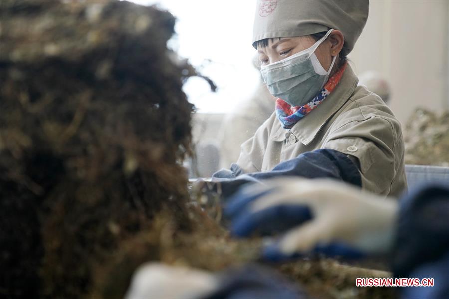 Производство лекарственных средств традиционной китайской медицины для профилактики COVID-19 в провинции Хэйлунцзян