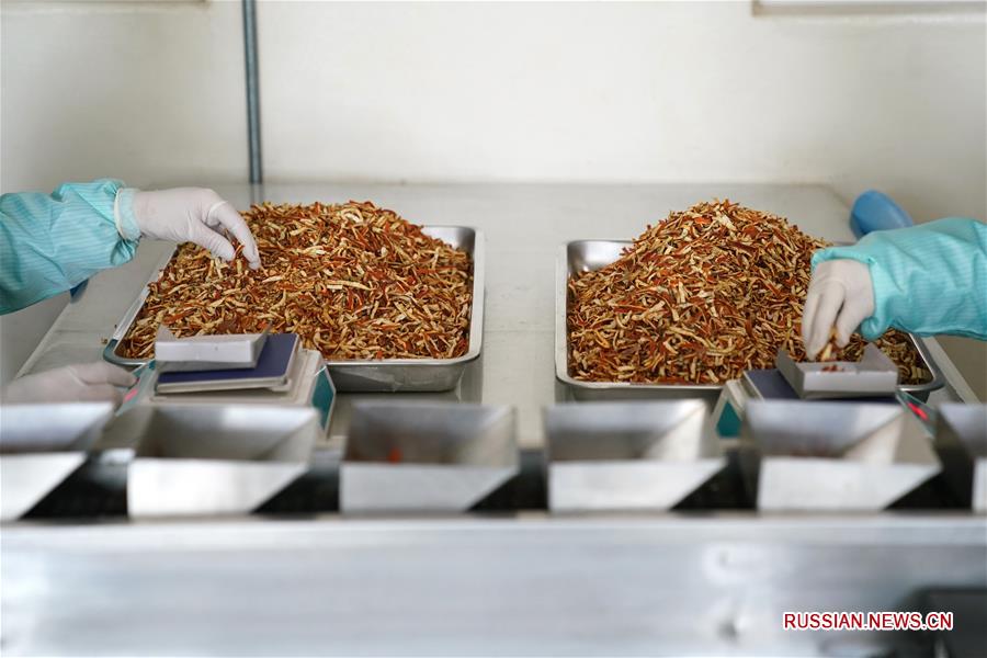 Производство лекарственных средств традиционной китайской медицины для профилактики COVID-19 в провинции Хэйлунцзян