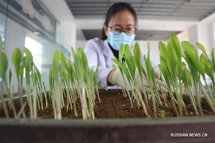 Селекционное предприятие Шэньяна производит семена для весеннего сева 