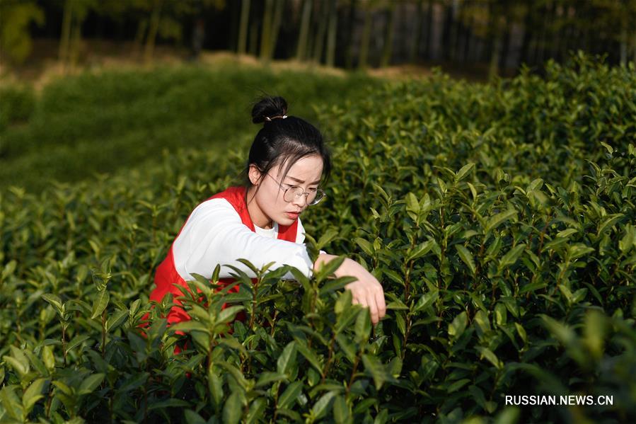 Сезон сбора весенних чаев в Хучжоу