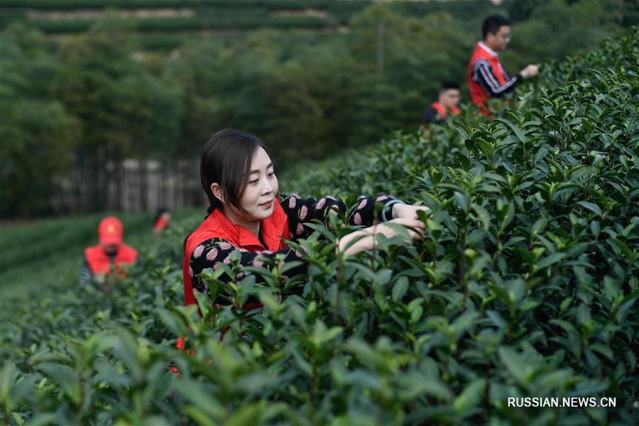 Сезон сбора весенних чаев в Хучжоу