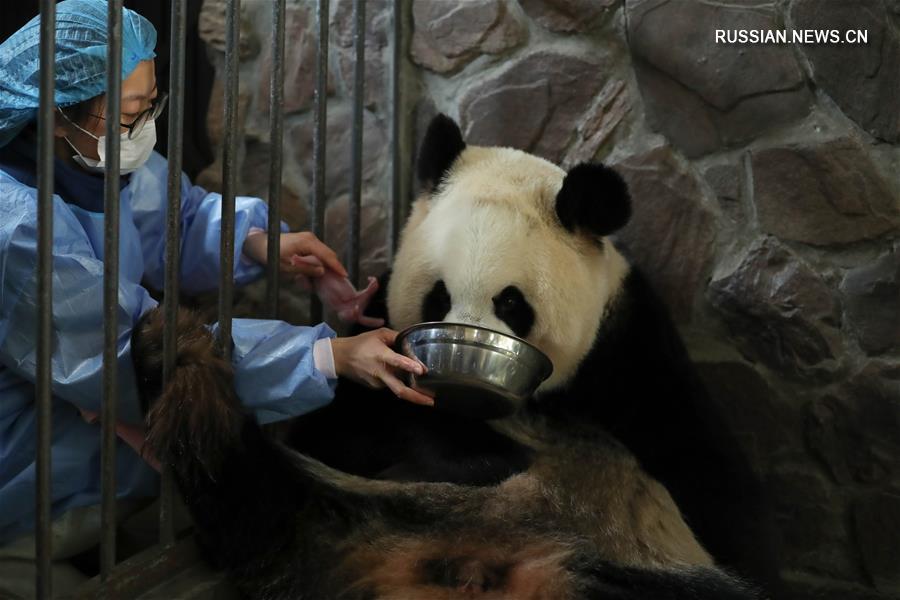В Чэнду появилась на свет первая в этом году двойня детенышей большой панды в условиях неволи 