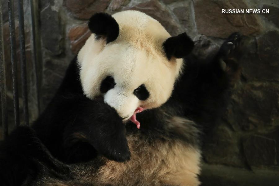 В Чэнду появилась на свет первая в этом году двойня детенышей большой панды в условиях неволи 