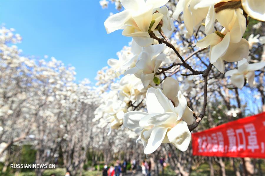 Пышное весеннее цветение в парке Цзинаня 