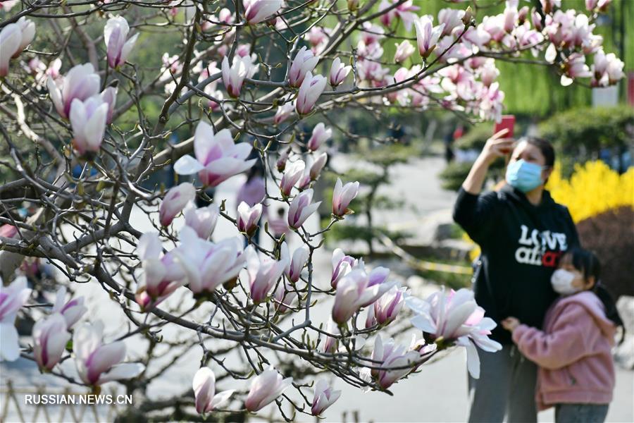 Пышное весеннее цветение в парке Цзинаня 