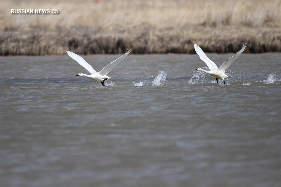 Река Хуанхэ встречает перелетных птиц 