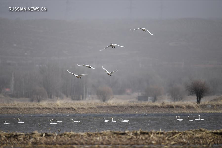 Река Хуанхэ встречает перелетных птиц 