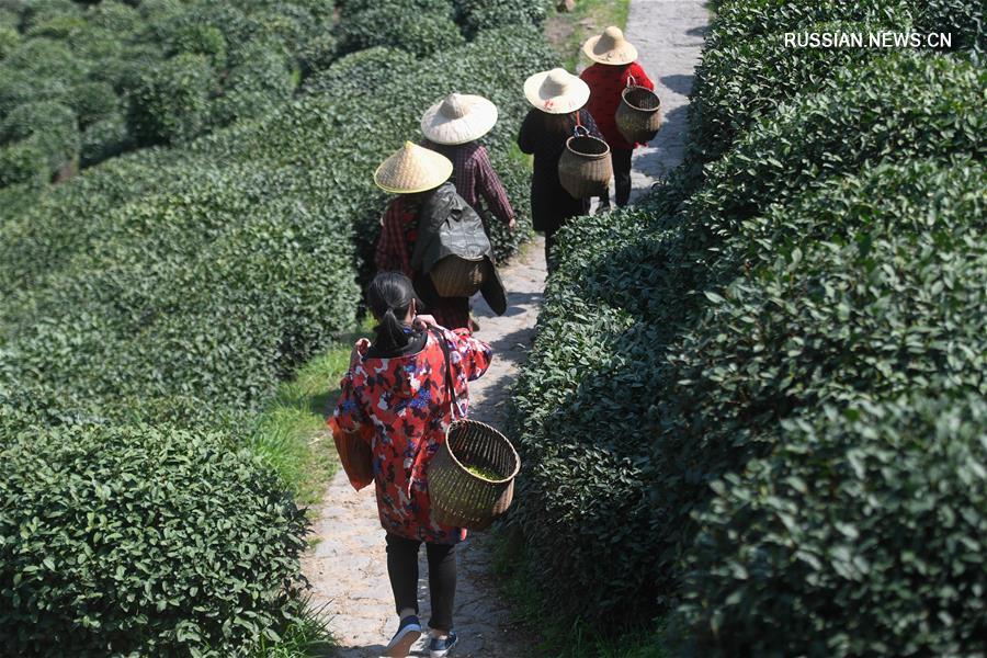 В Ханчжоу приступили к сбору урожая чая "Сиху Лунцзин" 