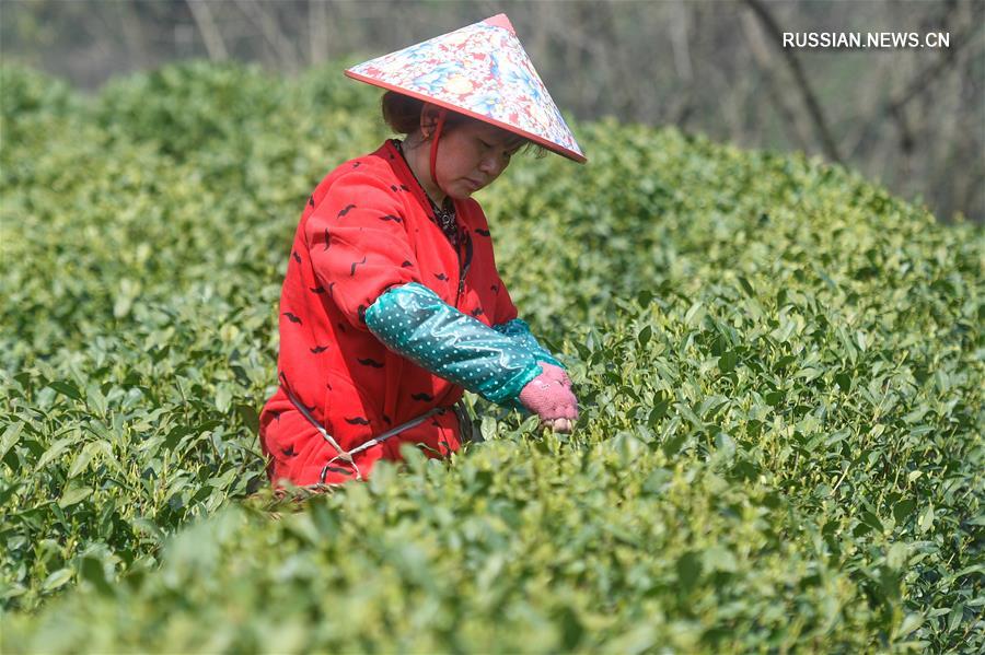 В Ханчжоу приступили к сбору урожая чая "Сиху Лунцзин" 