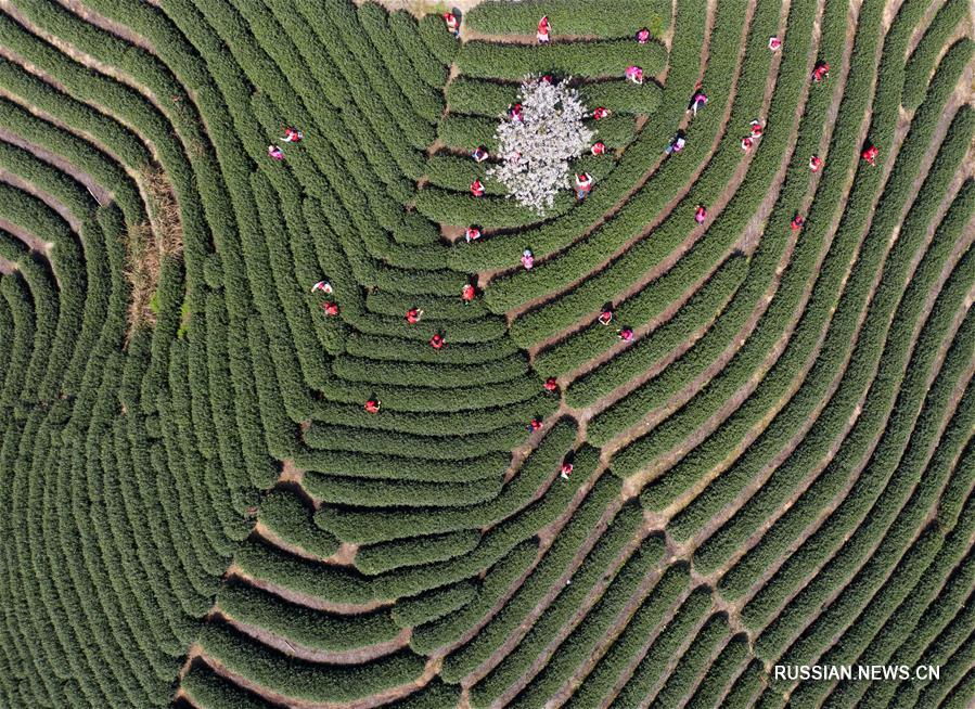 На чайных плантациях в Ханчжоу начался сбор весеннего урожая чая