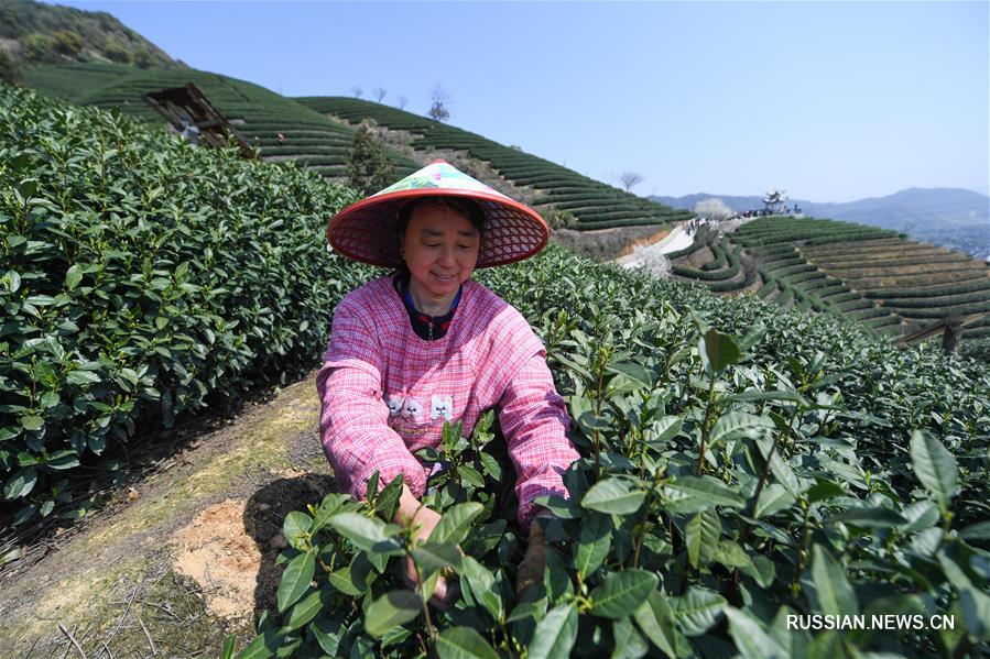 На чайных плантациях в Ханчжоу начался сбор весеннего урожая чая