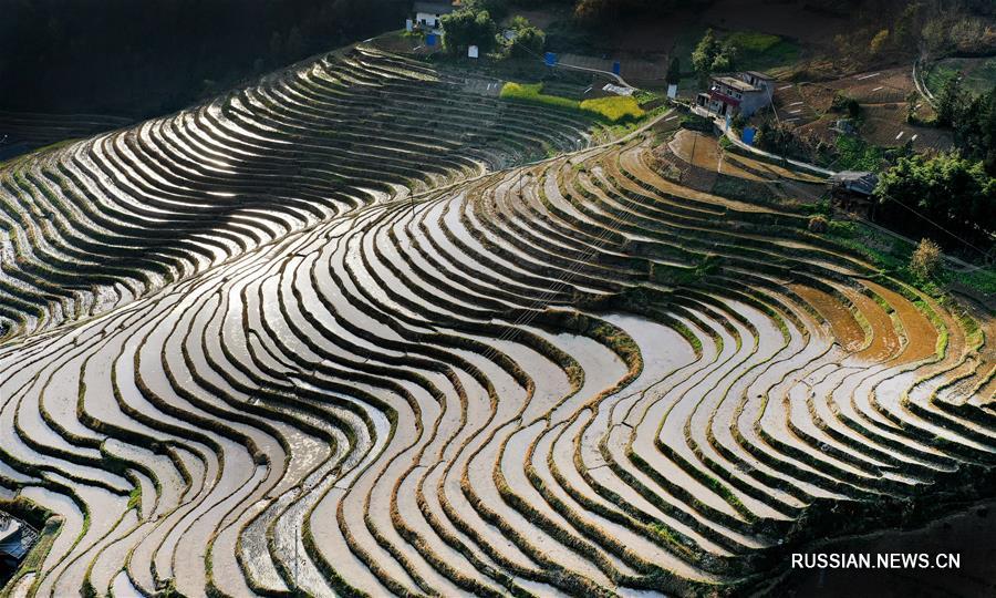 Древние террасные поля в Ланьгао заполняются водой