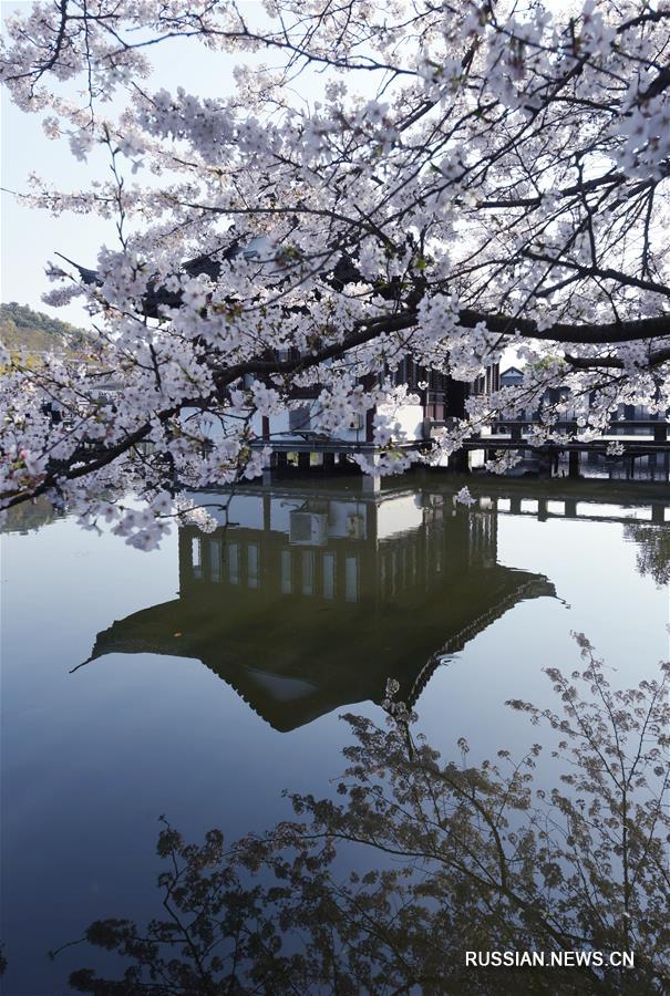 Цветущая вишня над озером Сиху