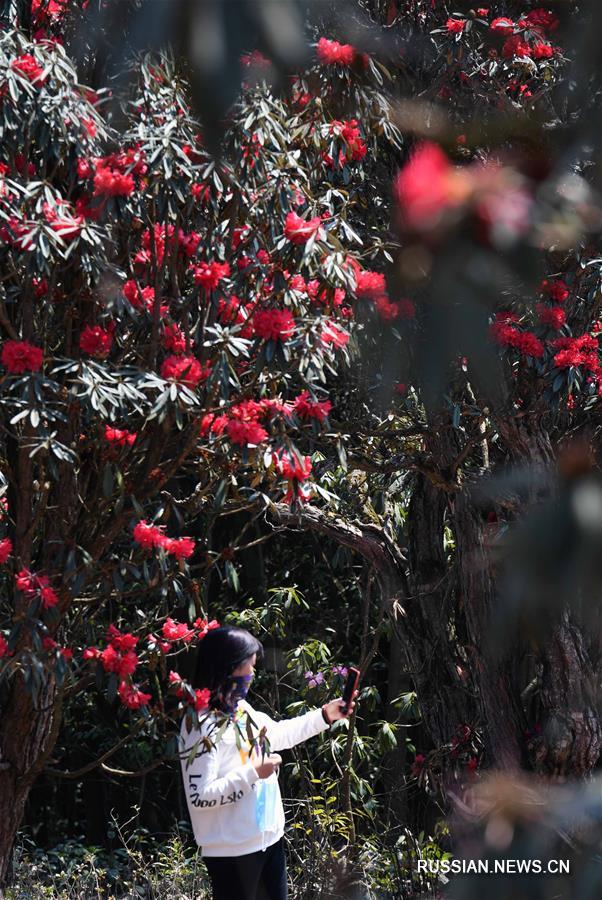 В горах провинции Юньнань зацвели рододендроны