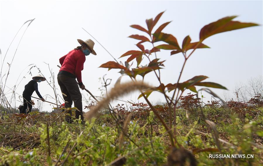Сельское хозяйство в уезде Данъян возвращается к жизни