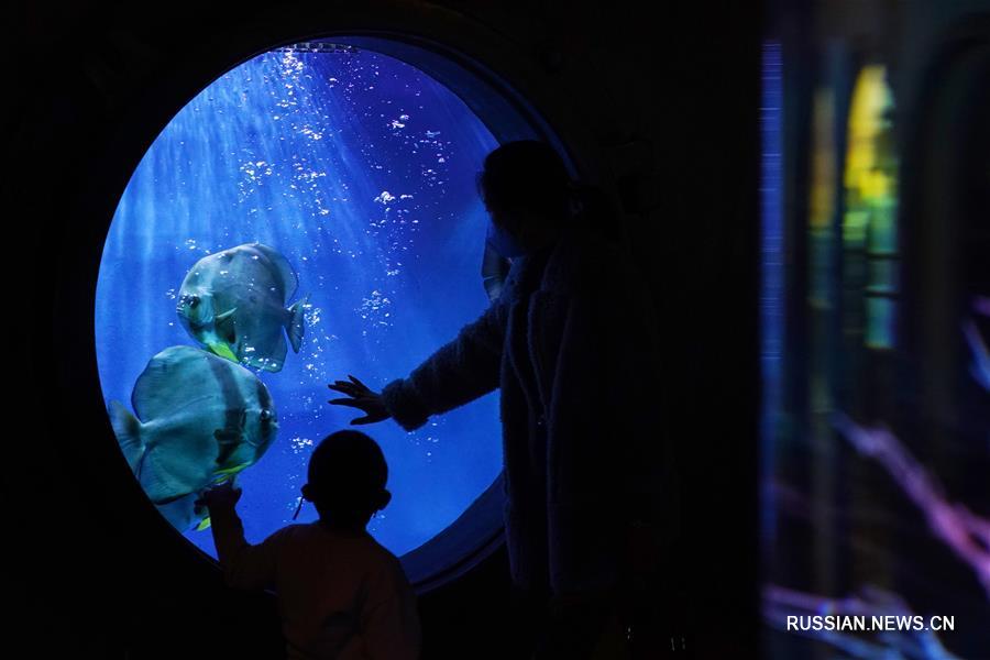 Харбинский Полярный океанариум вновь открыт для посещения