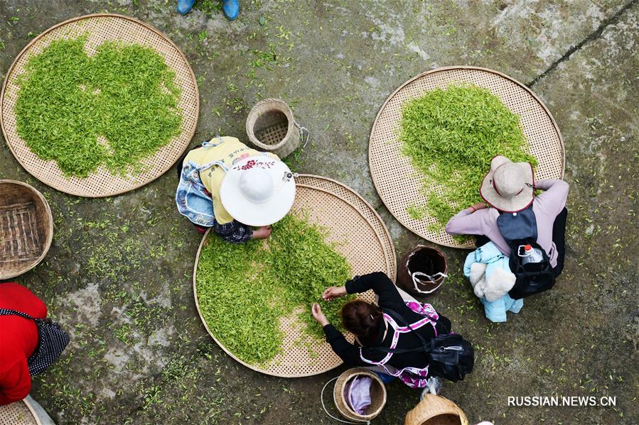 Сбор весеннего чая на берегах озера Байхуаху в Гуйчжоу