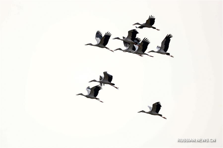 Весенний танец птиц в горах Гуйчжоу