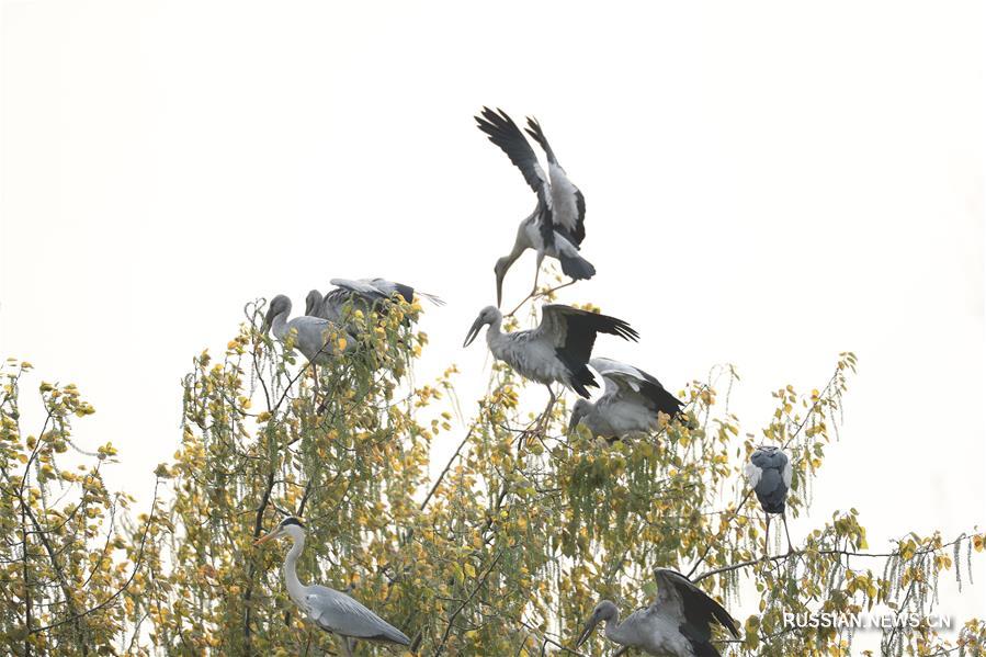 Весенний танец птиц в горах Гуйчжоу