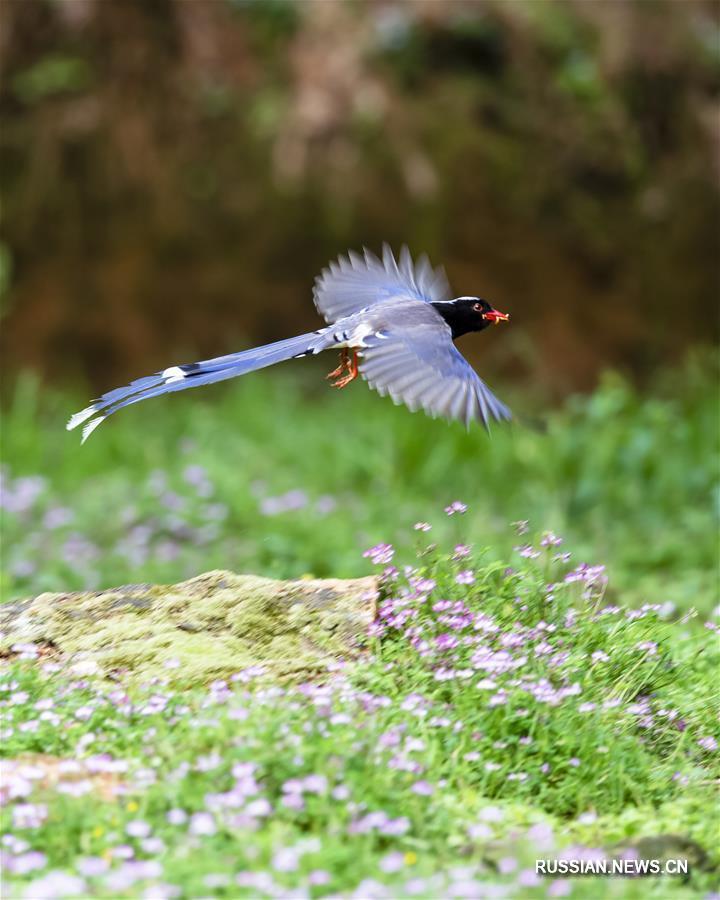 Танец птиц среди весенних цветов в провинции Фуцзянь