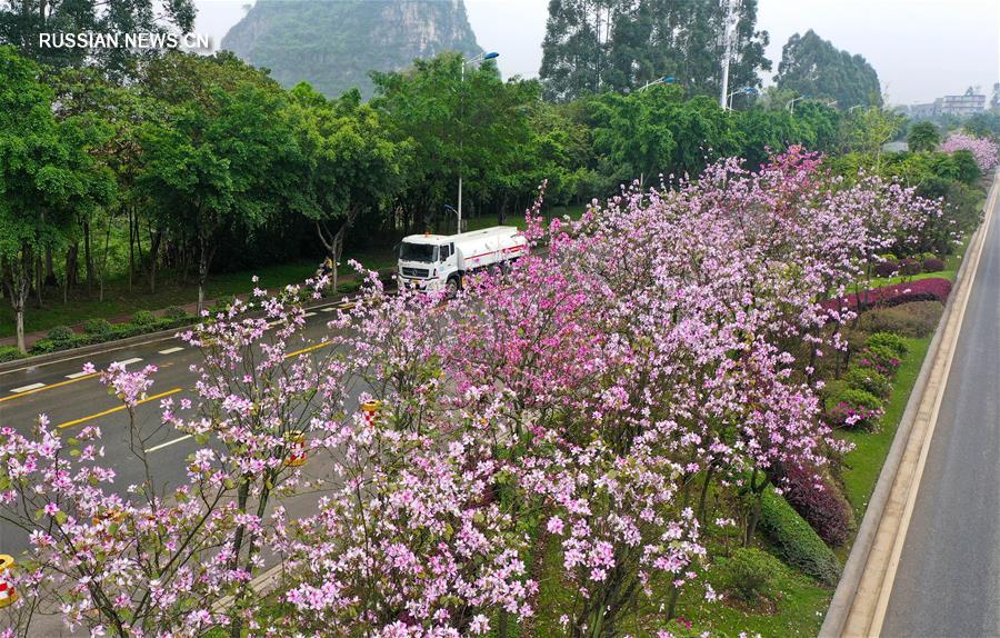 "Цветочное море" баухинии в г. Лючжоу