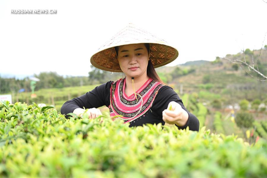 В Фучжоу по случаю фестиваля провели прямую трансляцию сбора чая