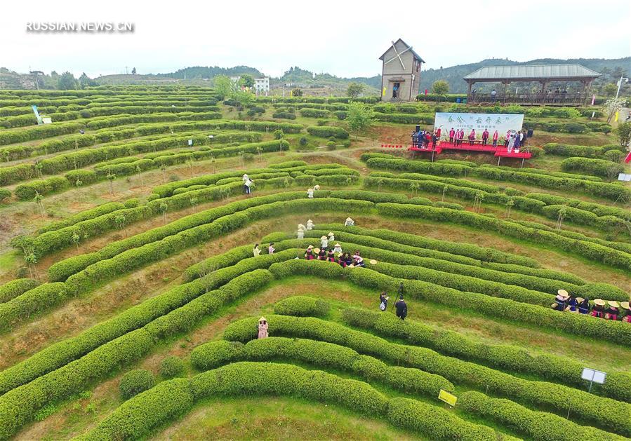 В Фучжоу по случаю фестиваля провели прямую трансляцию сбора чая