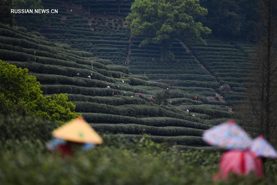 В провинции Чжэцзян наступил сезон сбора чая "Сиху Лунцзин"