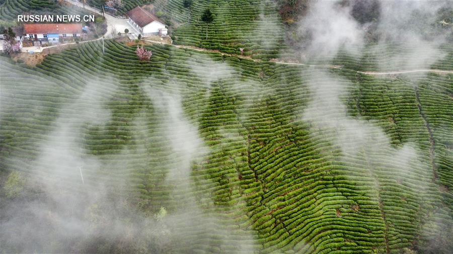 Чайное дело в провинции Шэньси содействует росту благосостояния населения