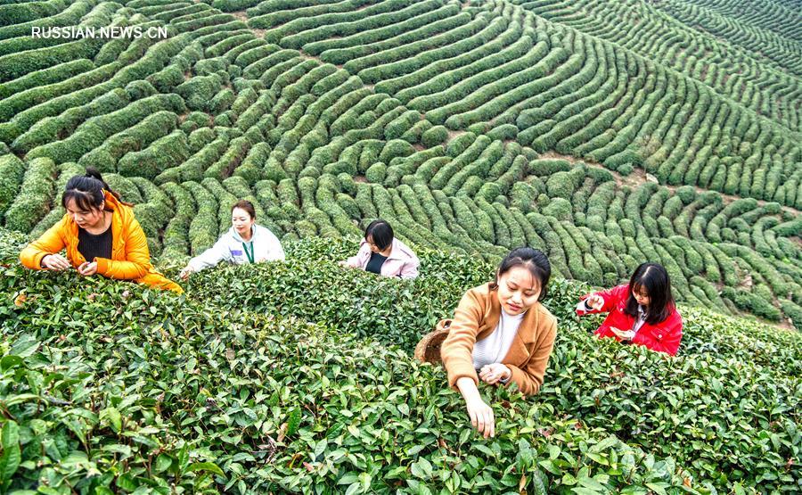 Чайное дело в провинции Шэньси содействует росту благосостояния населения