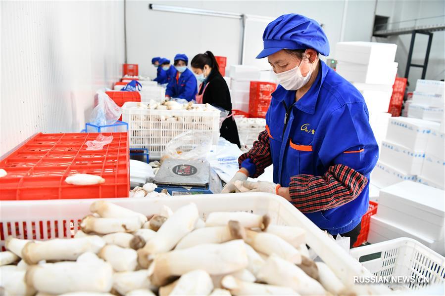 В г. Цзуньи ускоряются темпы возобновления работы и производства в отрасли сельского хозяйства