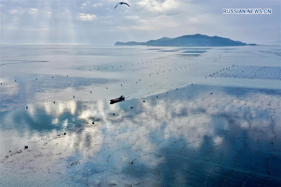 Морские "пастбища" у побережья провинции Фуцзянь
